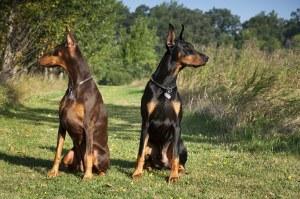 Dogs